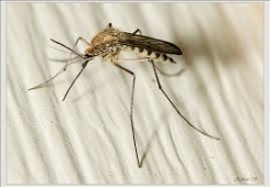 Результат пошуку зображень за запитом "комар малюнок"